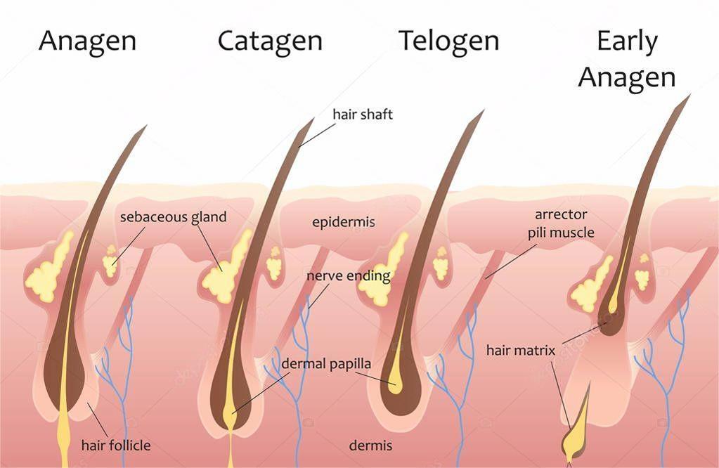 Is It Hair Loss or Just Shedding? A Guide to Self-Diagnosis